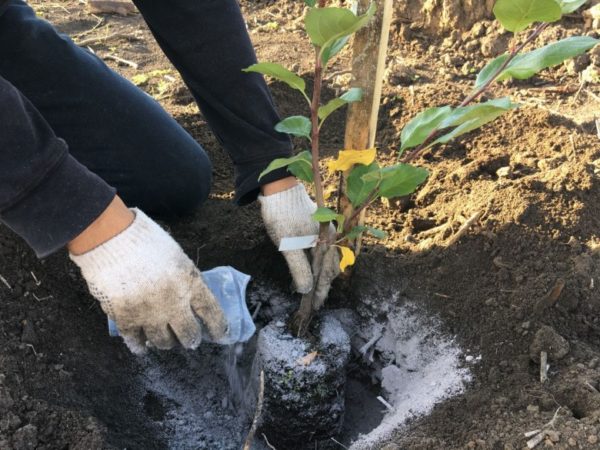 Использование золы в качестве удобрения