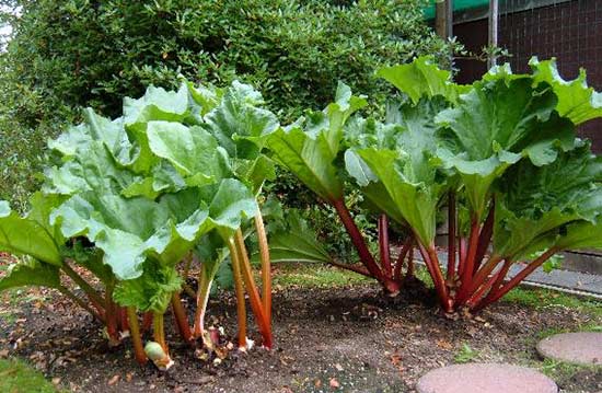 Кусты ревеня