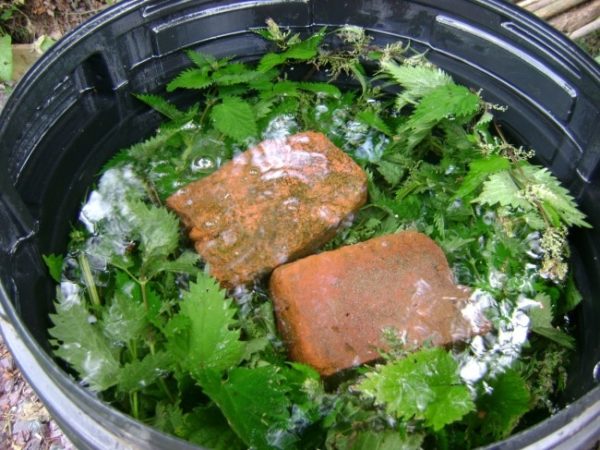 Настой крапивы