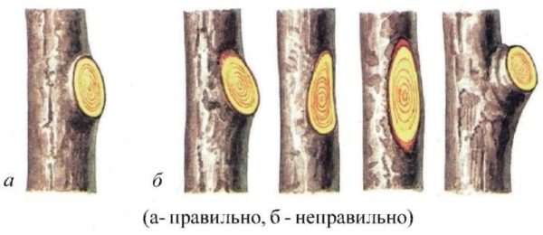 Схема выполнения обрезки «на кольцо»