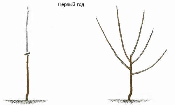 Обрезка однолетнего саженца