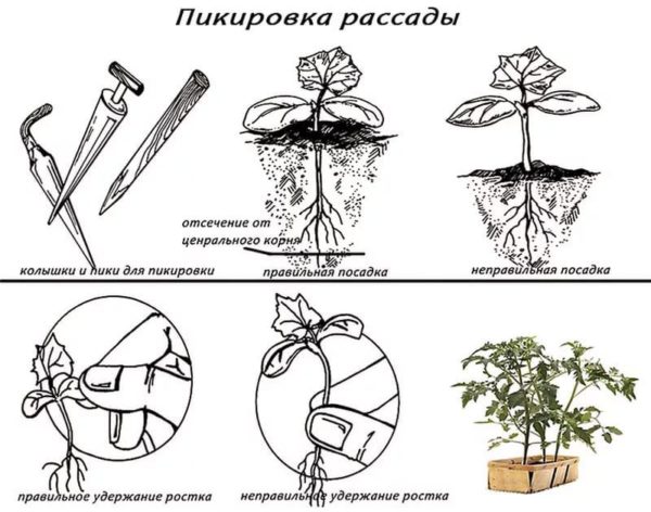 Общие правила пикировки рассады