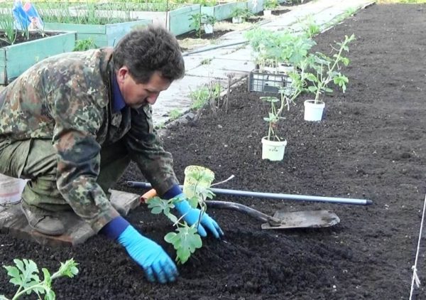 Высадка рассады арбуза на грядку
