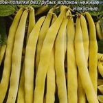 Фасоль Золотой нектар