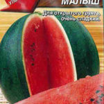Сорт арбуза Сахарный малыш