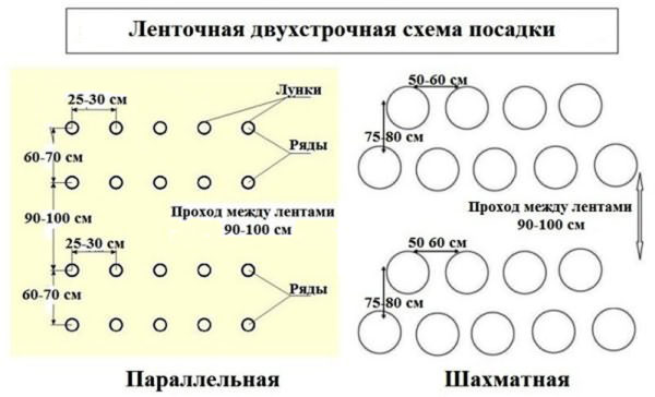 схема посадки баклажанов