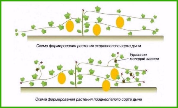 Схема формирования дыни