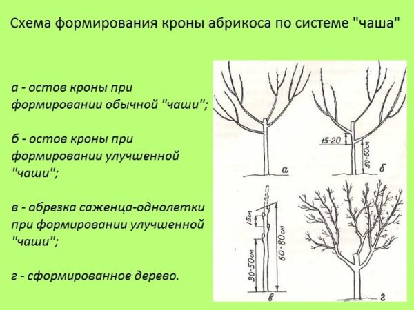 Схема формировки абрикоса в виде чаши