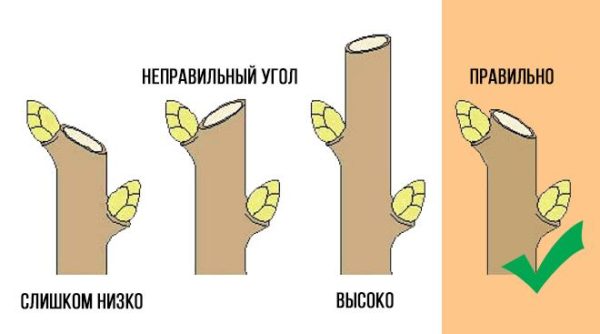 Схема обрезки «на почку»