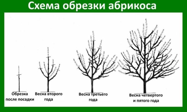 Схема обрезки абрикоса