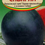 Сорт арбуза Сибиряк-97