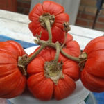 Сорт баклажанов Красный Раффельд