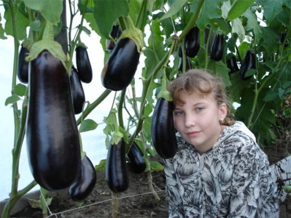 Баклажаны сорта Жизель
