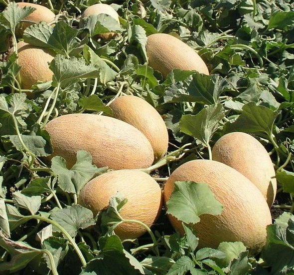 Урожай дынь
