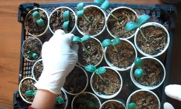 Вытянувшаяся рассада арбузов