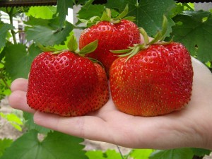 Сорт клубники Машенька: описание, уход, выращивание