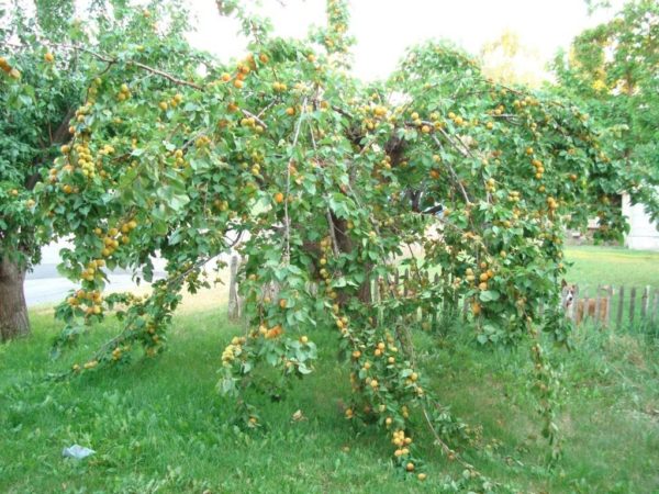 Абрикос сорта Алёша с кроной в форме чаши
