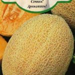 Сорт дыни Алтайская