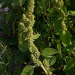 Амарант дикорастущий