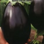 Сорт баклажана Чёрный красавец