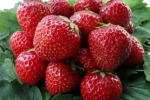 Клубника Корона: описание сорта, отзывы