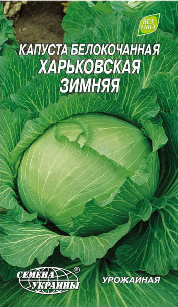 Капуста Харьковская зимняя