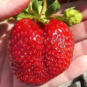 Сорт клубники Машенька: описание, уход, выращивание