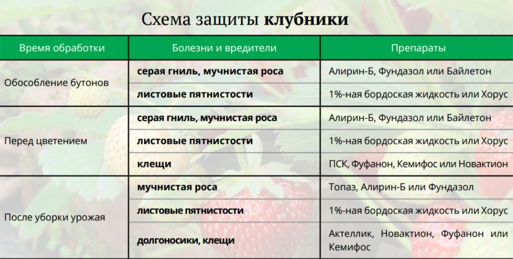 Как и чем опрыскать клубнику весной от болезней и вредителей: описание