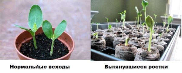 Нормальные всходы дыни и вытянувшиеся ростки