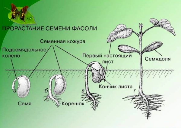 Схема прорастания семян фасоли