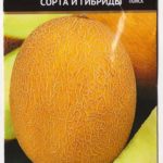 Сорт дыни Симпатия