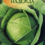 Сорт капусты Надежда
