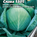 Сорт капусты Слава 1305