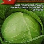 Сорт капусты Зимовка 1474