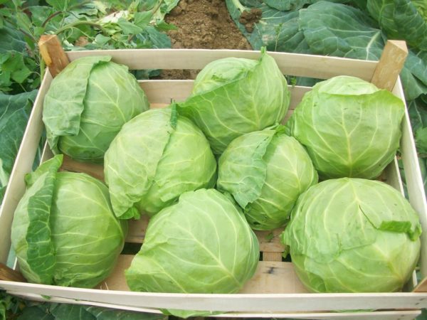 Урожай ранней капусты