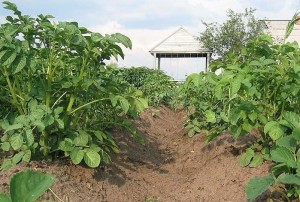 Чем подкормить картофель перед цветением