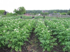 Чем подкормить картофель во время цветения