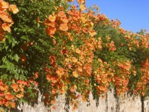 Кампсис для пышного цветения лучше посадить на солнце
