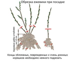 Обрезка ежевики при посадке