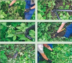 Порядок стандартной обрезки ежевики