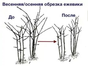 Весенняя и осенняя обрезка ежевики