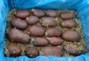 Влажное проращивание картофеля
