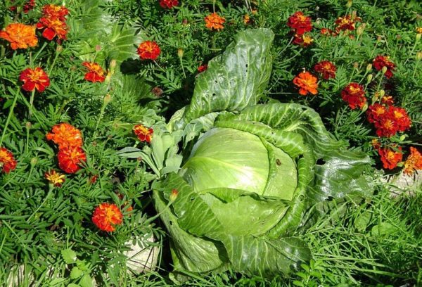 Бархатцы на капустной грядке