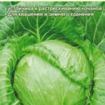 Семена капусты Надежда от фирмы «Семена Алтая»
