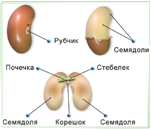 Семя фасоли