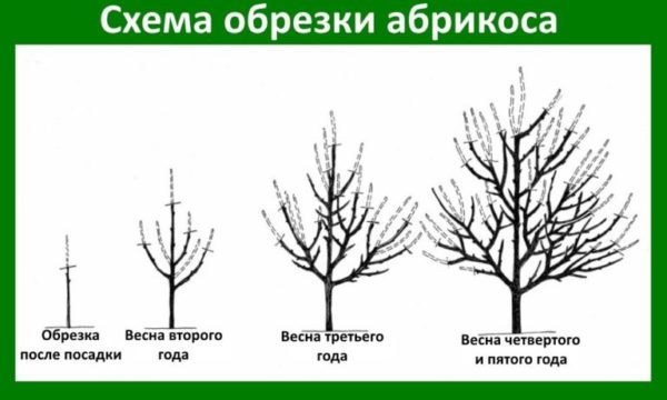 Схема разреженно-ярусной формировки абрикоса