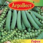 Сорт гороха Джоф