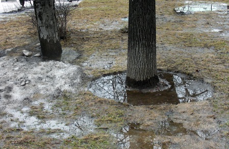 Талая вода у ствола дерева