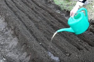 полив моркови