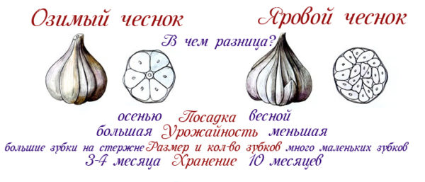 Озимый и яровой чеснок